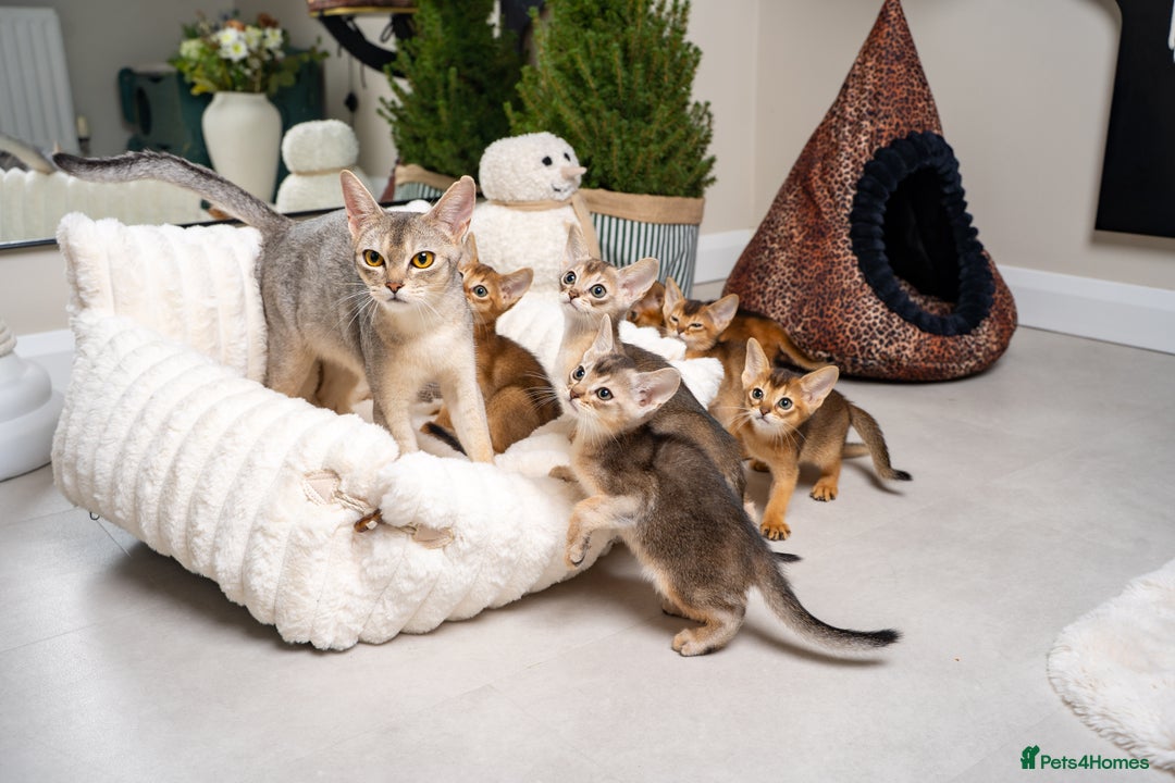 Abyssinian cats for sale: 6 Amazing Abyssinians, Extra Lovlely Personality - Advert 21