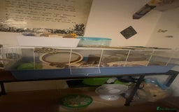 Hamster rodents for sale: Male long haired Syrian with cage and accessories  - Image 2