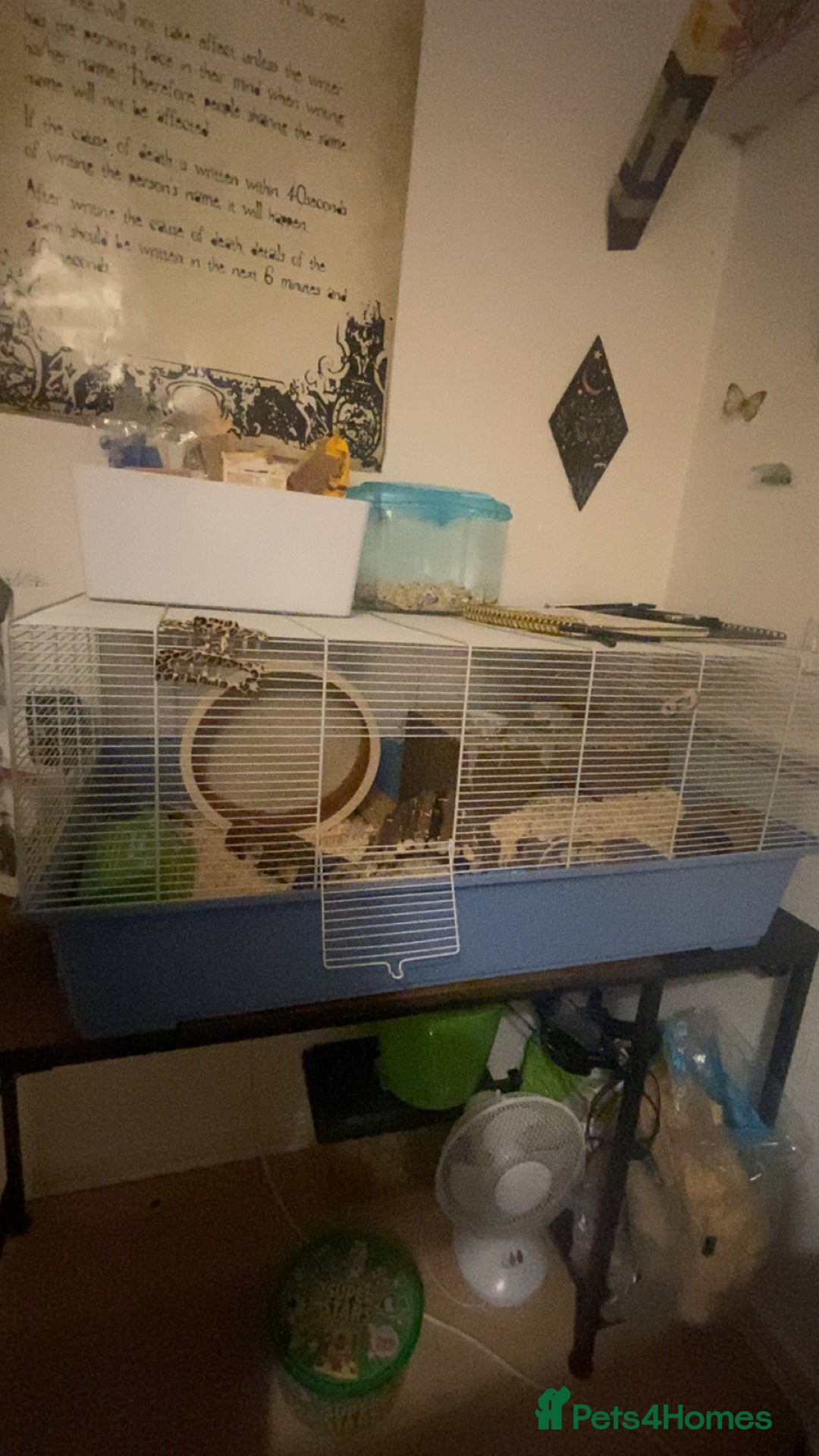 Hamster rodents for sale: Male long haired Syrian with cage and accessories  - Image 2