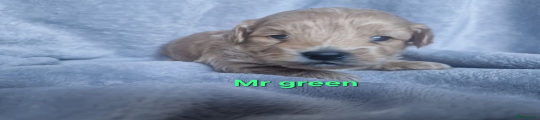 Mr green