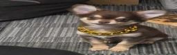 Chihuahua dogs for sale: Chihauhau - Advert 5