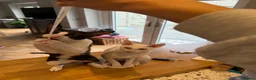 Cornish Rex cats for sale: 2 beautiful Cornish Rex boys - Advert 6