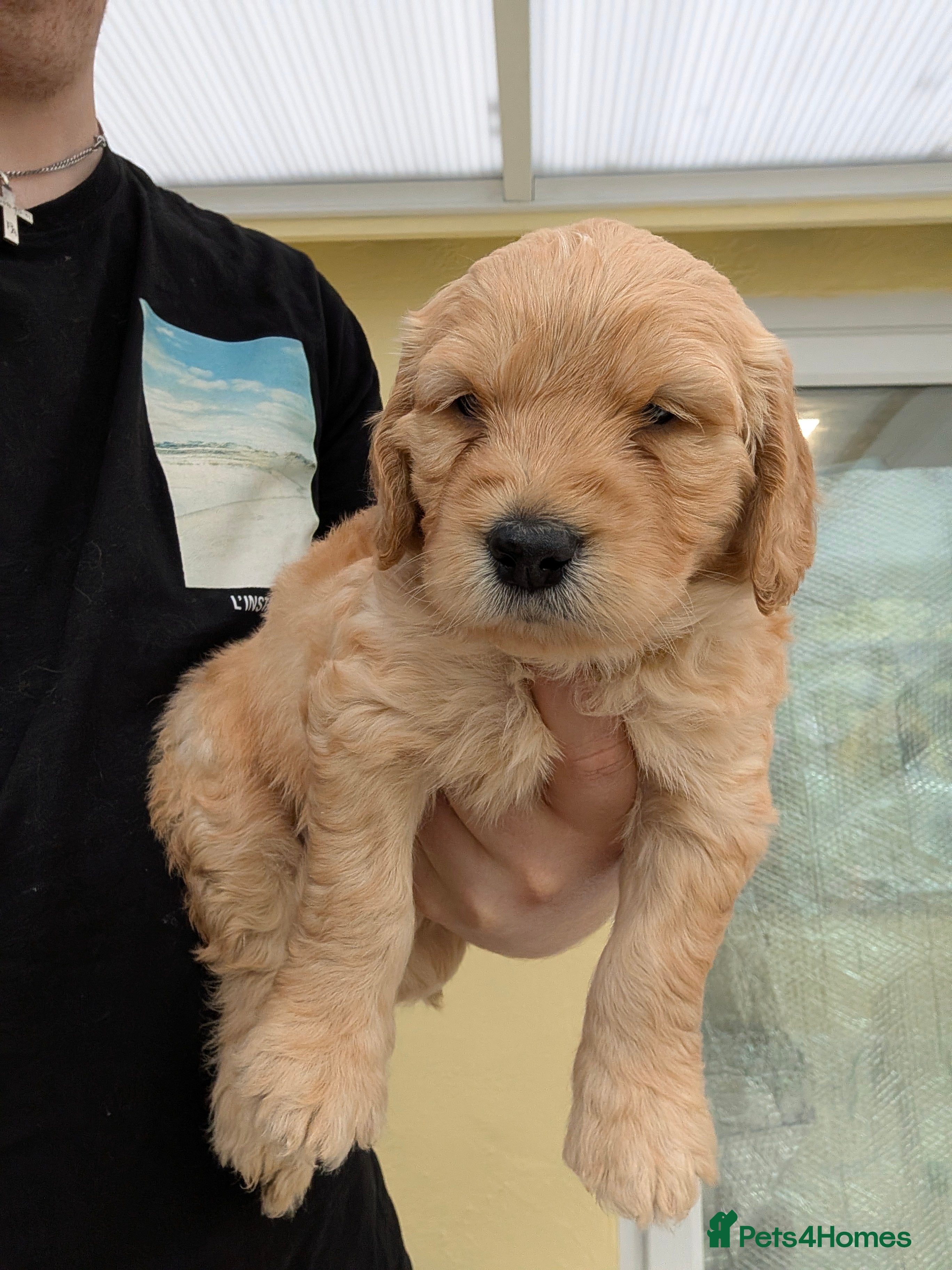 Mini Goldendoodle dogs Home-Raised F1b Miniature Goldendoodles - Advert 2