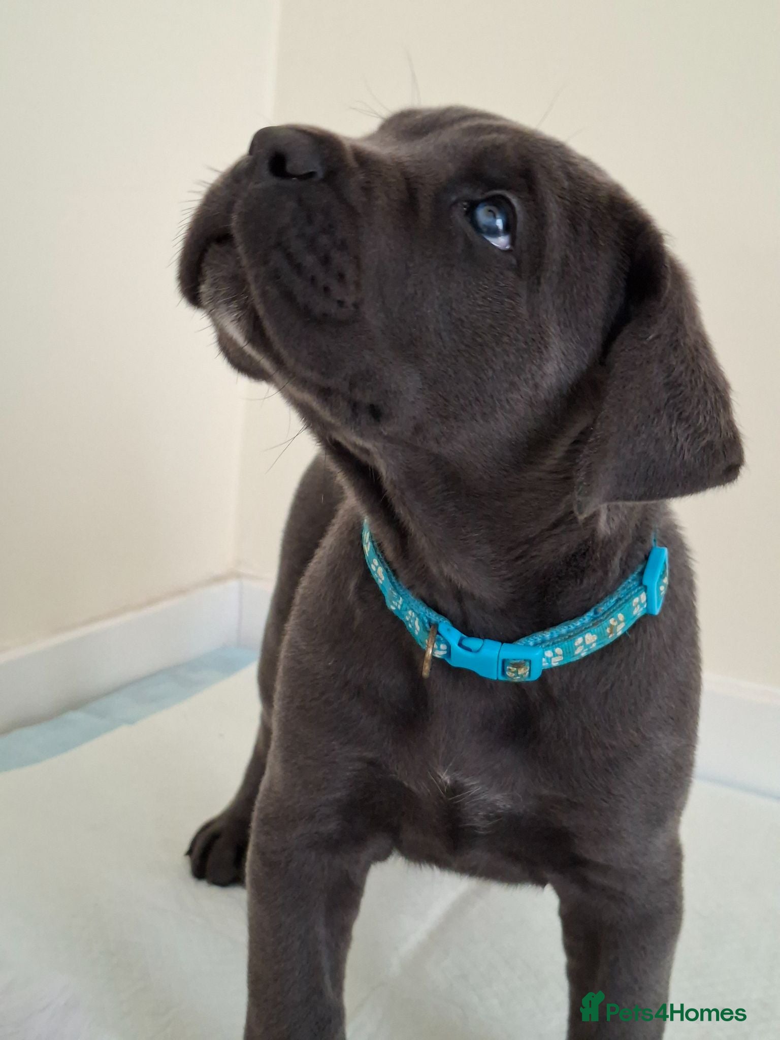 Cane Corso dogs Exceptional Full Pedigree Cane Corso Puppies - Advert 10