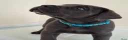 Cane Corso dogs for sale: Exceptional Full Pedigree Cane Corso Puppies - Advert 15