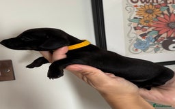 Miniature Dachshund dogs for sale: Miniature dachshund puppies 🐾 - Advert 31