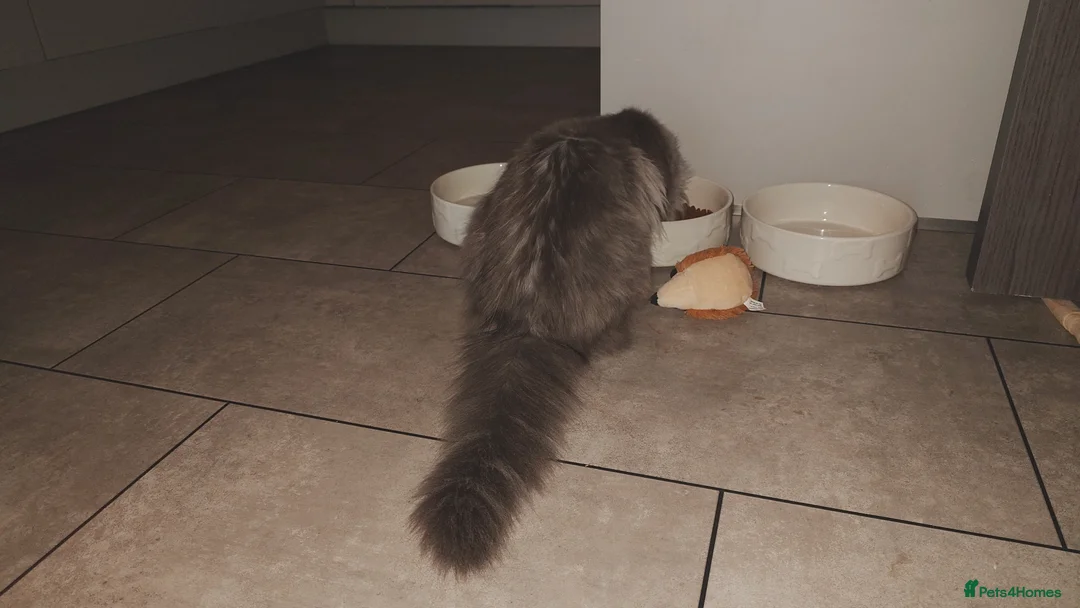 Maine Coon cats for sale: Beautiful solid grey & smoke Maine Coon sisters - Advert 2