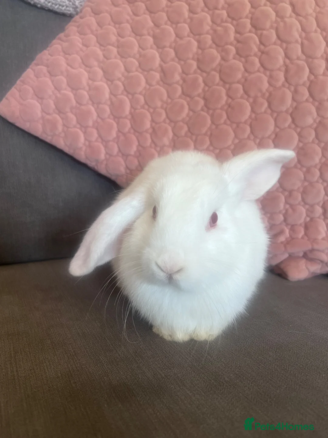 Mini Lop rabbits for sale: Mini Lop Rabbits for sale  - Advert 20