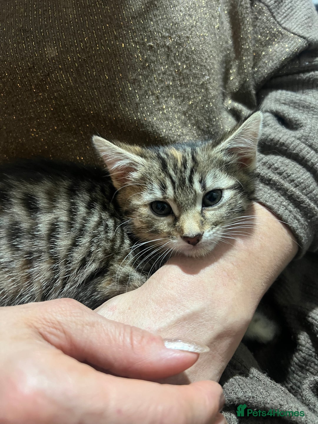 British Shorthair cats for sale: Three kittens for sale  - Advert 1