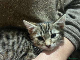 British Shorthair cats Three kittens for sale - Advert 1