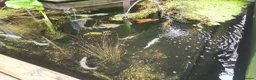 Koi Carp fish for sale: Pond Clearance  - Advert 11