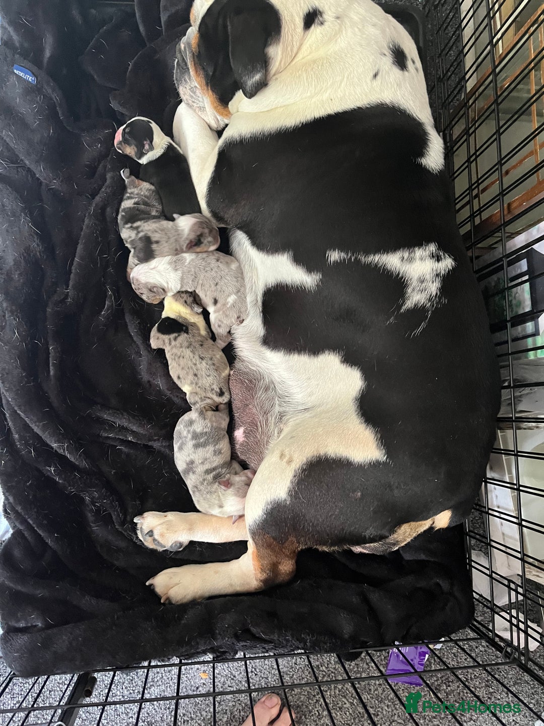 English Bulldog dogs for sale: We have 3 beautiful Bulldog girls  - Image 14