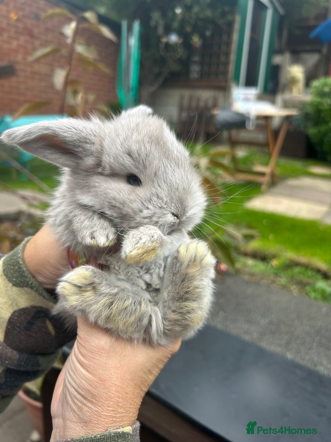 French Lop rabbits for sale: Pure French lop baby bunnies for sale  - Image 3