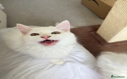 Persian cats for sale: Loving Persian x Maine Coon Kittens Indoors only - Image 14