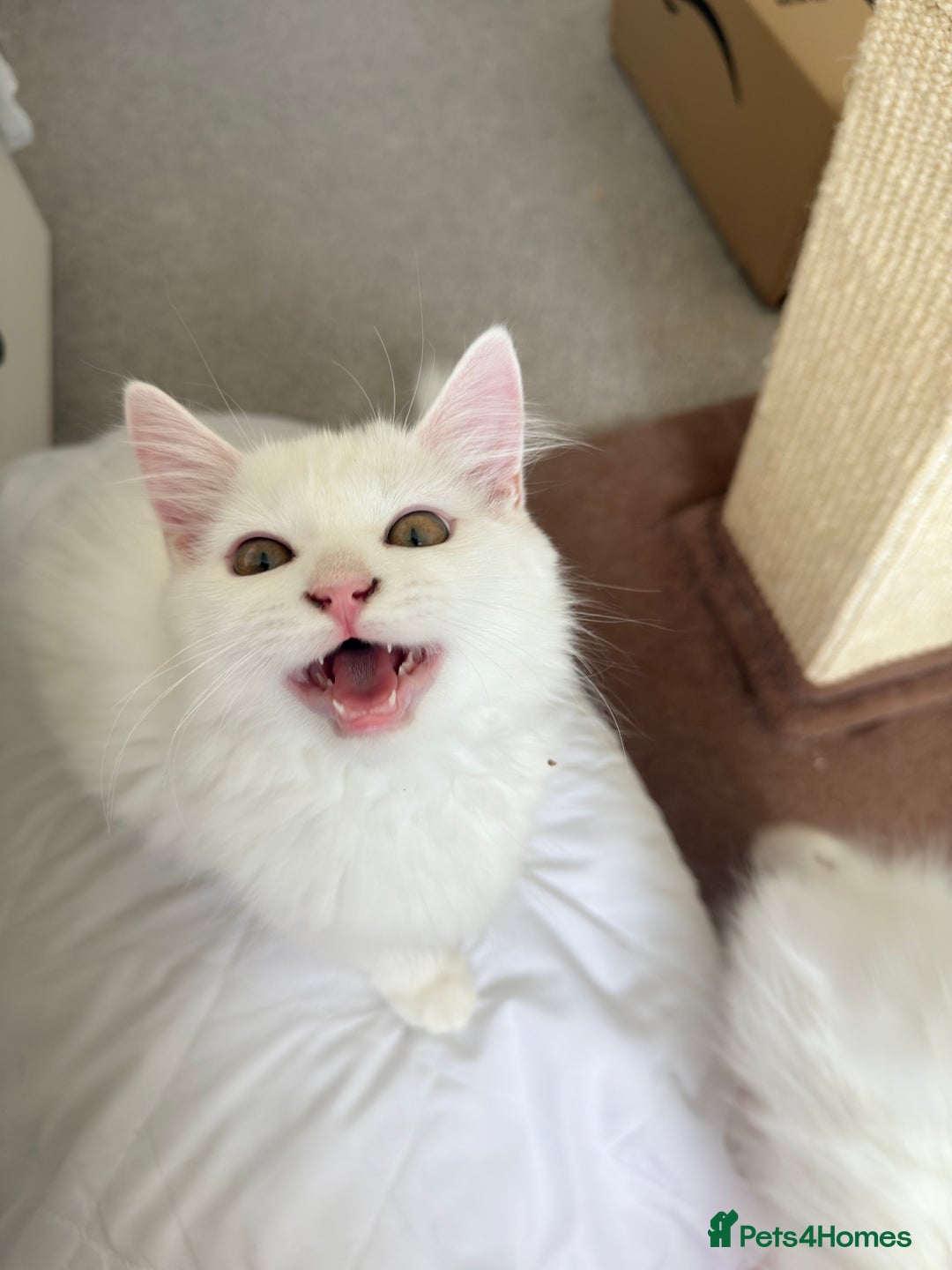 Persian cats for sale: Loving Persian x Maine Coon Kittens Indoors only - Image 14