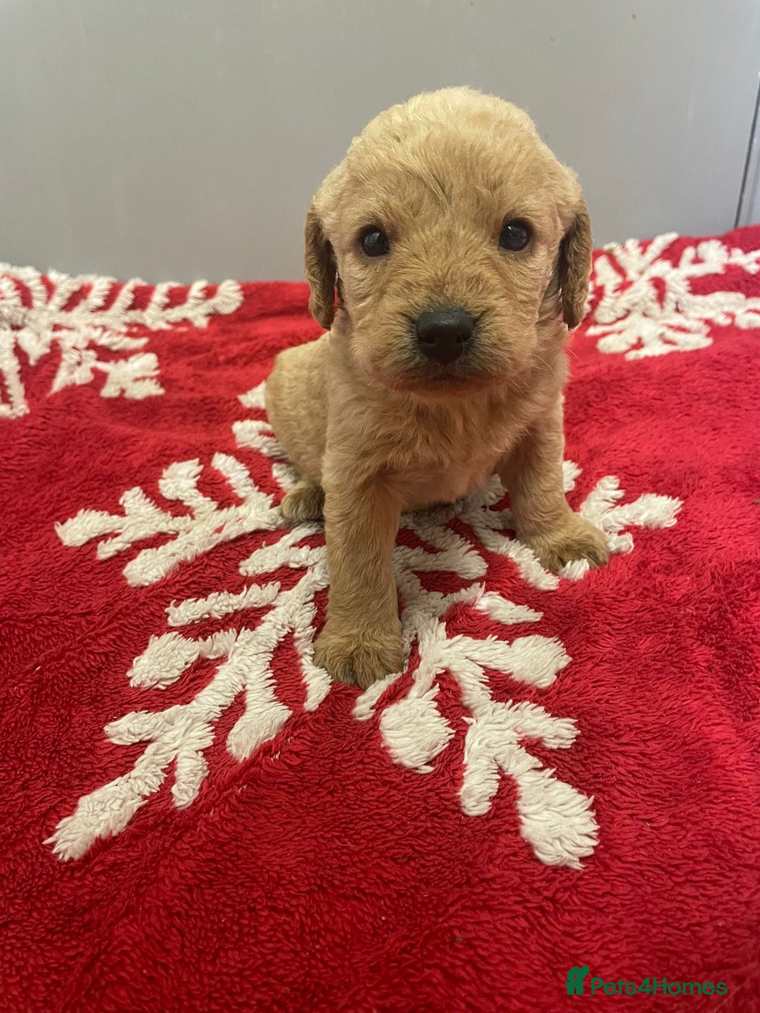 Labradoodle dogs for sale: F1 Labradoodle Puppies  - Advert 2
