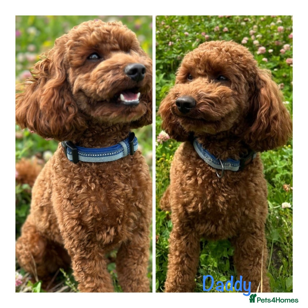 Goldendoodle dogs for sale: Red MINI Goldendoodle Puppies Hypoallergenic & DNA - Advert 10