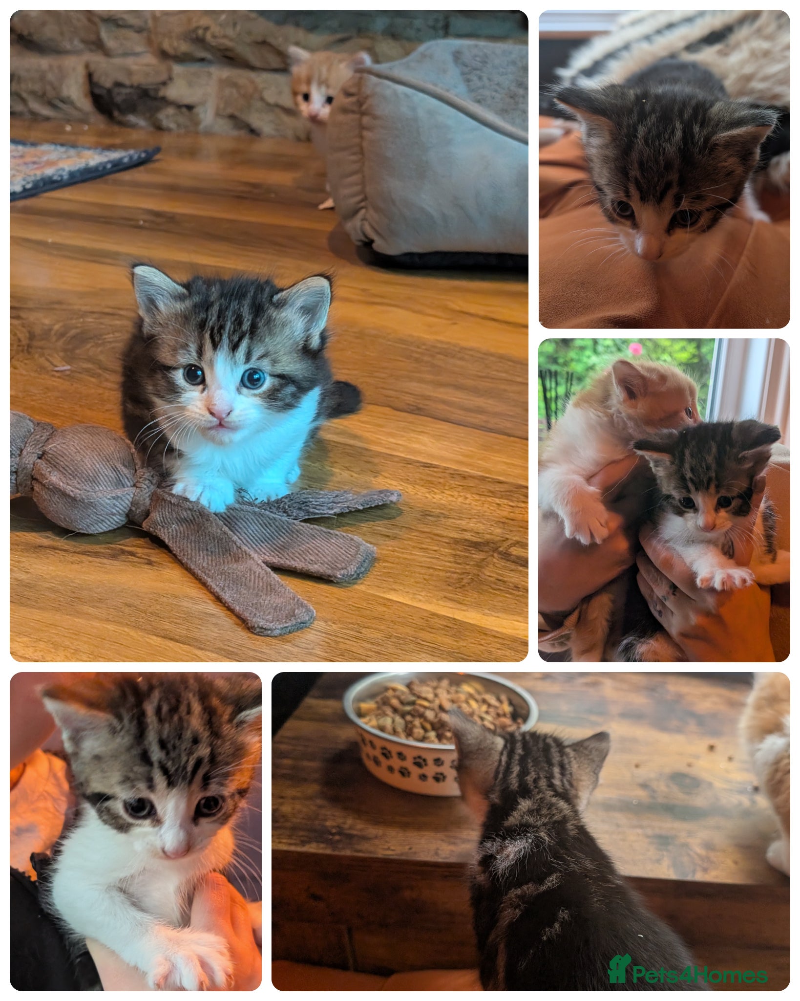 Turkish Angora cats for sale: Turkish Angora Mix boys  - Advert 3