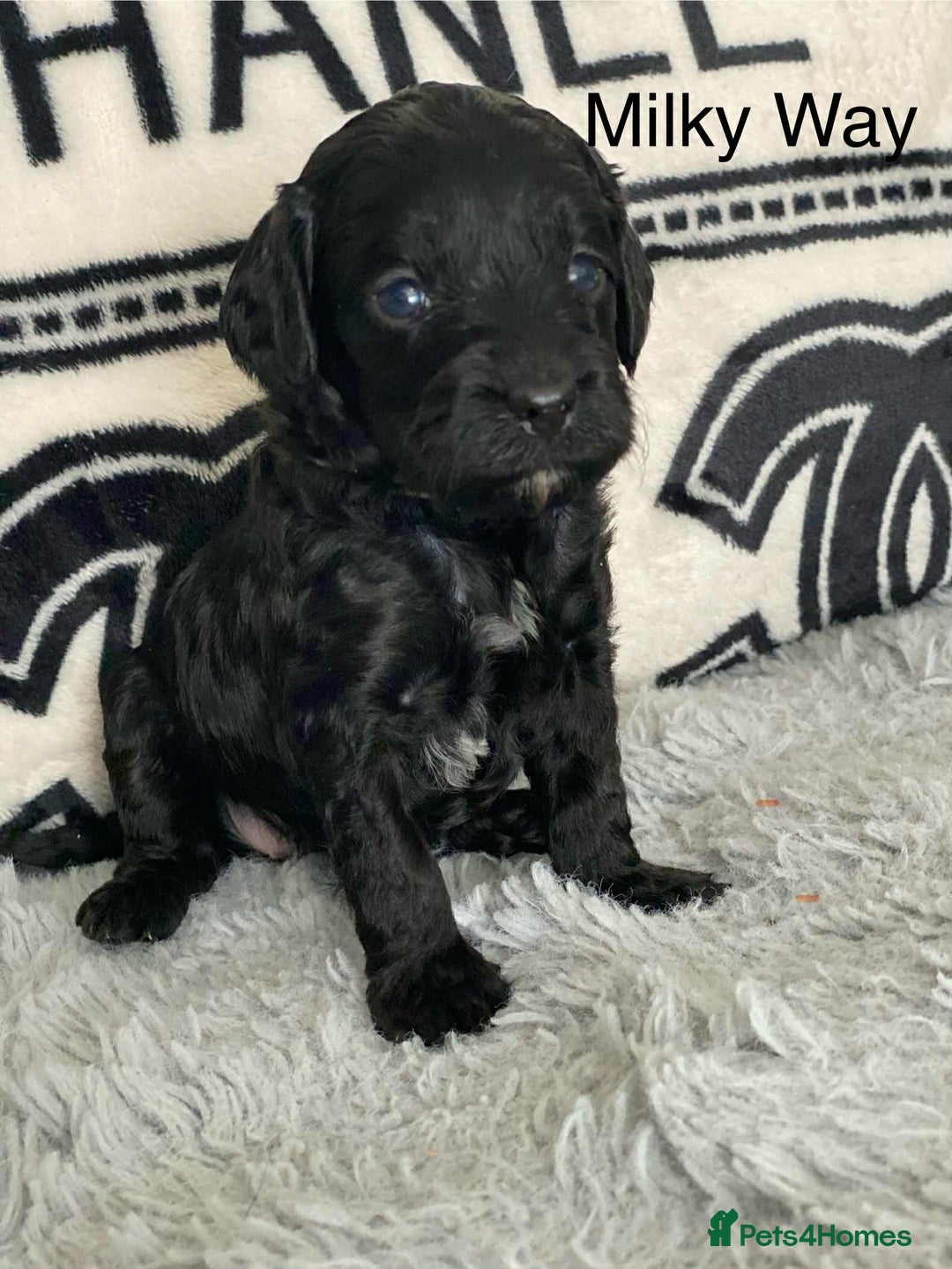 Cockapoo dogs for sale: F1b cockapoo ready to leave now last girl left - Image 29