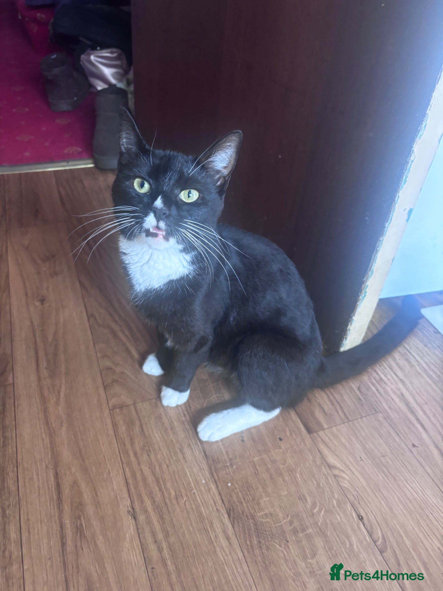 British Shorthair cats Kittens for sale - Advert 15