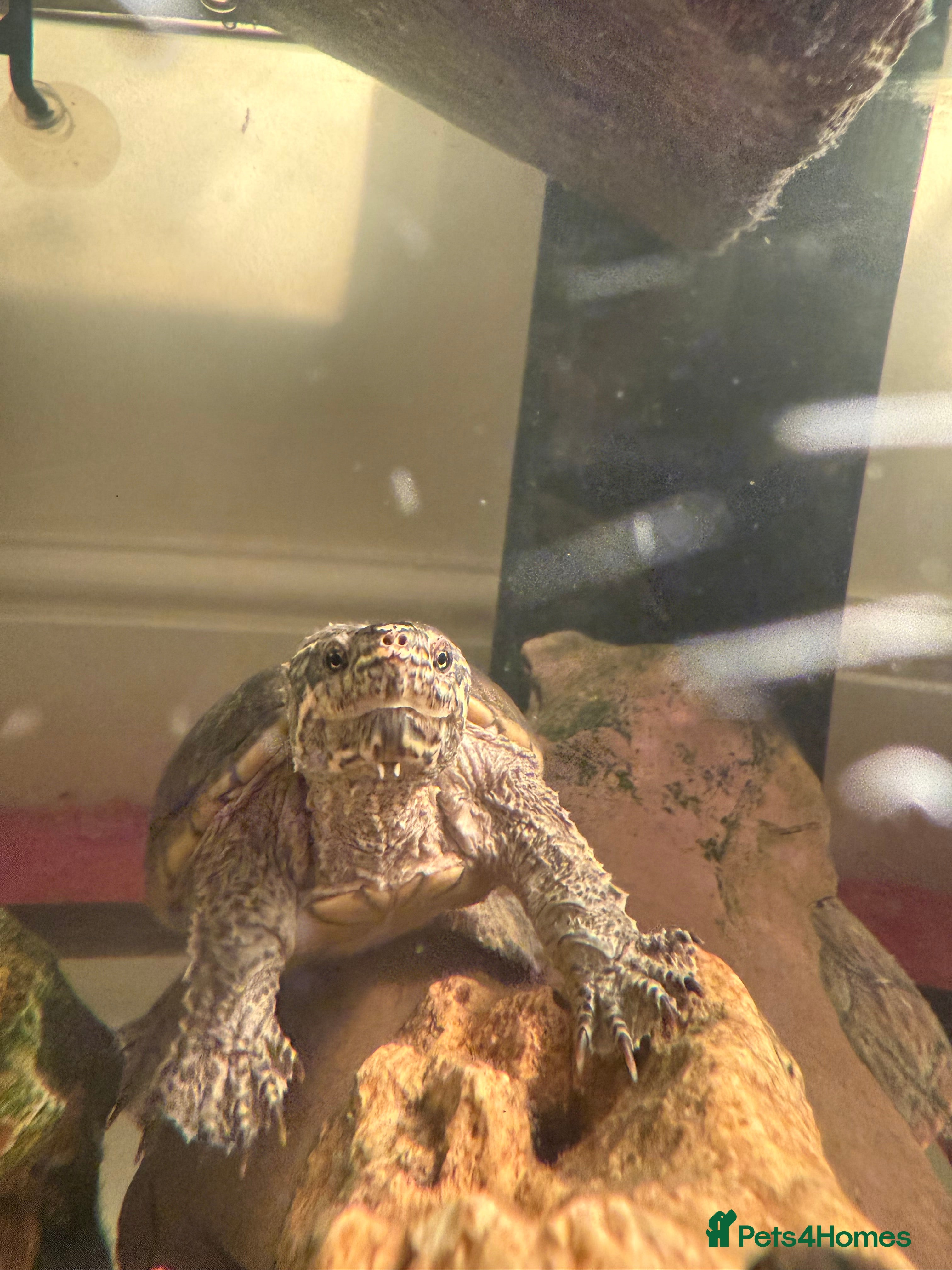 Turtle reptiles Musk turtles - Advert 1