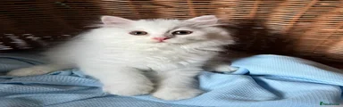 British Shorthair 3