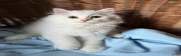 British Shorthair cats for sale: Beautiful Pedigree British Shorthair Kittens in Rochester - Advert 16