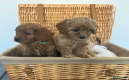 Cavapoo dogs for sale: Stunning, F1 Cavapoo fully health tested parents  - Image 18
