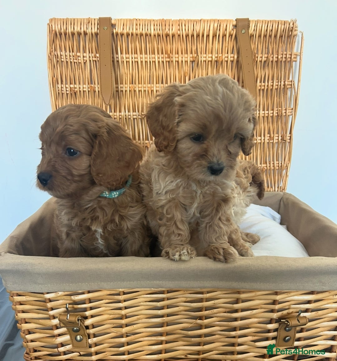 Cavapoo dogs for sale: Stunning, F1 Cavapoo fully health tested parents  - Image 18
