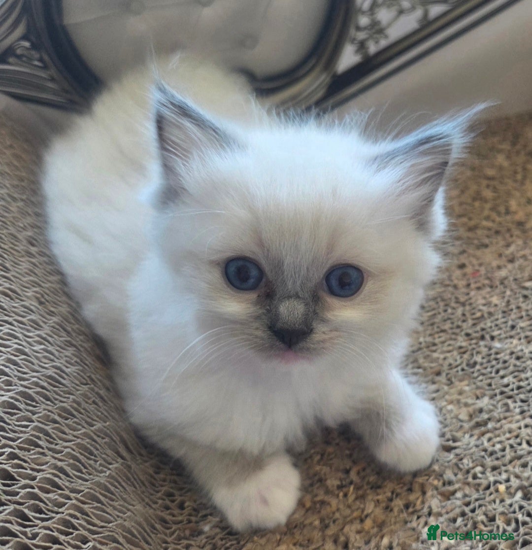 Ragdoll cats Blue mitted Ragdoll - Advert 1