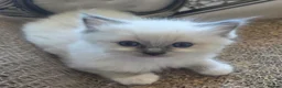Ragdoll cats for sale: Blue mitted Ragdoll - Advert 1