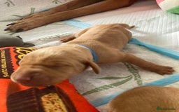 Hungarian Vizsla dogs for sale: 9 adorable Hungarian vizslas for sale - Image 14