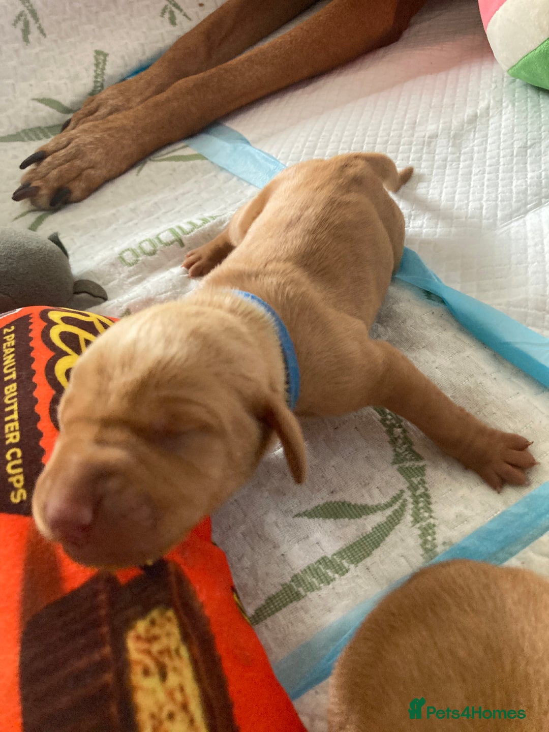 Hungarian Vizsla dogs for sale: 9 adorable Hungarian vizslas for sale - Image 14