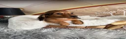 Miniature Dachshund dogs for sale: READY NOW Kc reg boys & girls - Advert 30