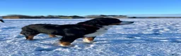 Bernedoodle dogs for sale: Gorgeous tri-colour Bernedoodle puppies  - Advert 3