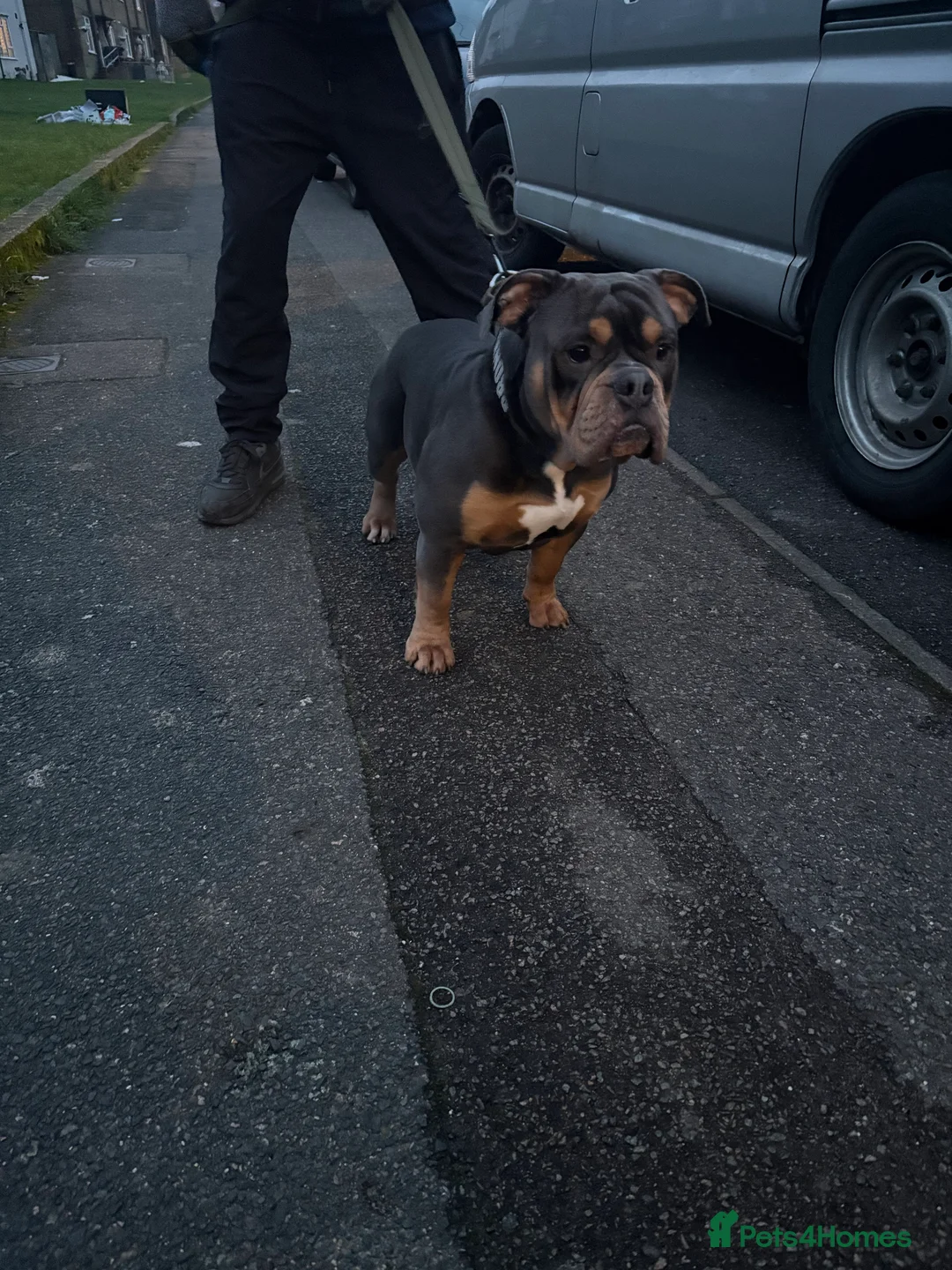 Olde English Bulldogge dogs for stud: Olde English bulldog for studding  - Advert 11