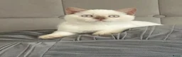 British Shorthair cats for sale: British shorthair rare colors  - Advert 9