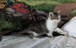 British Shorthair cats for sale: British Short Hair x Domestic Short Hair - Image 25