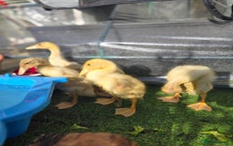 Ducks poultry for sale: Indian Runner ducklings - Image 2