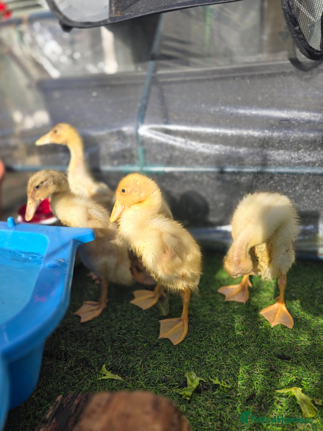 Ducks poultry for sale: Indian Runner ducklings - Image 2
