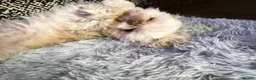 Shih Tzu dogs for sale: KC Registered, Top bloodline Imperial Babies - Advert 9