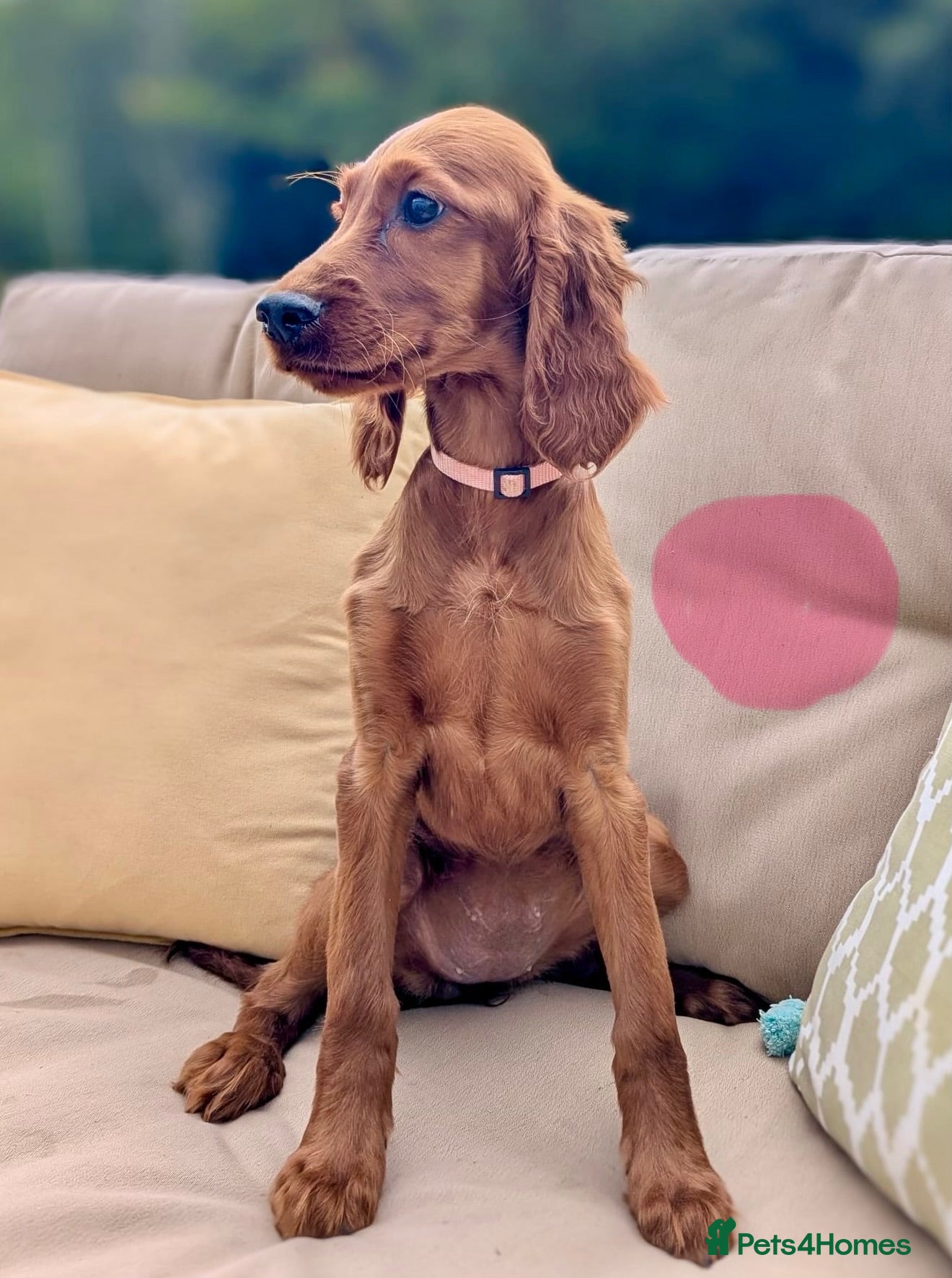 Irish Setter dogs Kennel Club Irish Setter Puppies  - Advert 2
