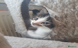 British Shorthair cats for sale: 3 kittens for sale - Image 2