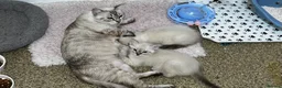 Ragdoll cats for sale: Gorgeous baby Ragdoll boys  in Truro - Advert 5