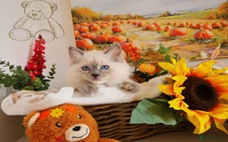 Ragdoll cats for sale: GCCF Ragdoll Kittens - Outstanding!  - Image 29