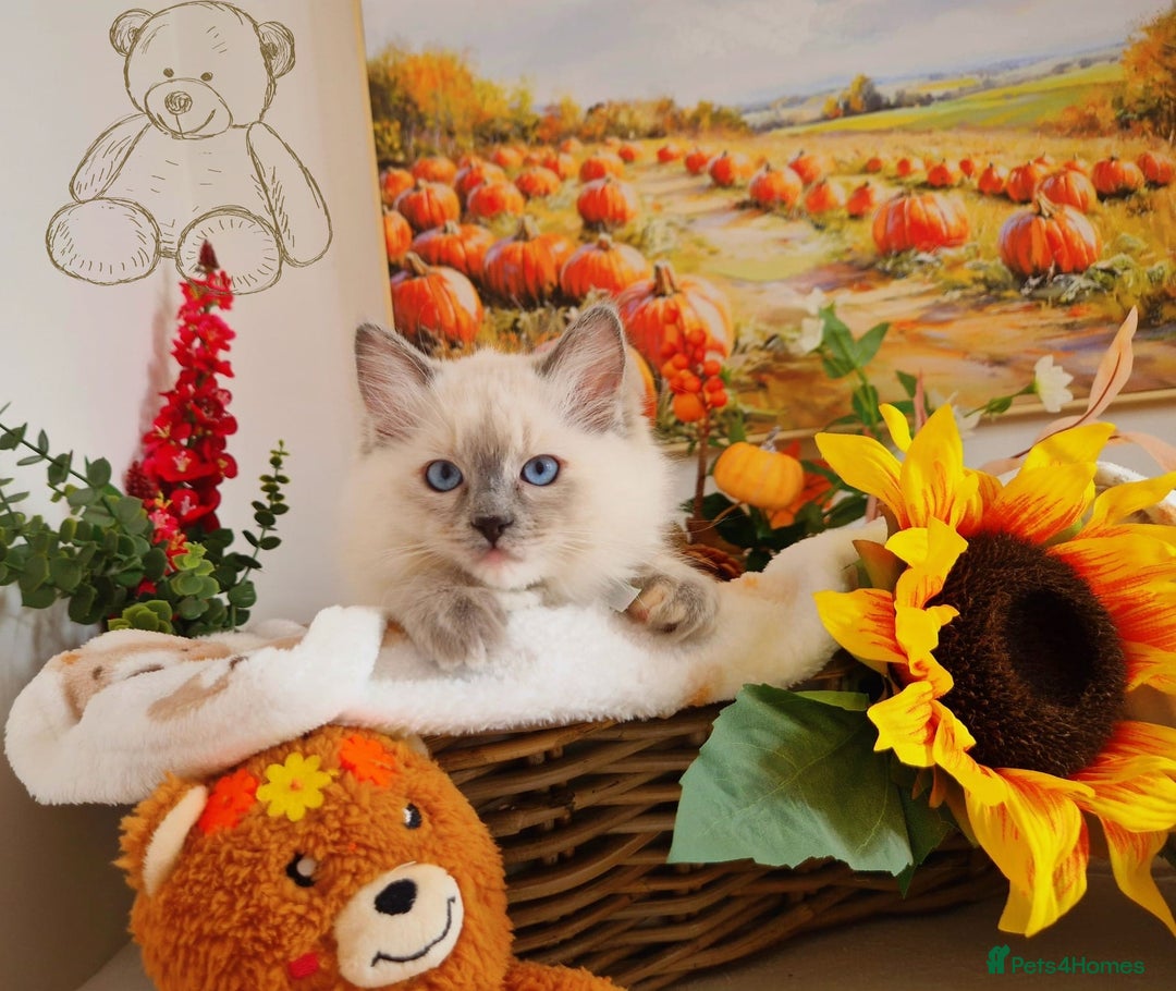 Ragdoll cats for sale: GCCF Ragdoll Kittens - Outstanding!  - Image 29