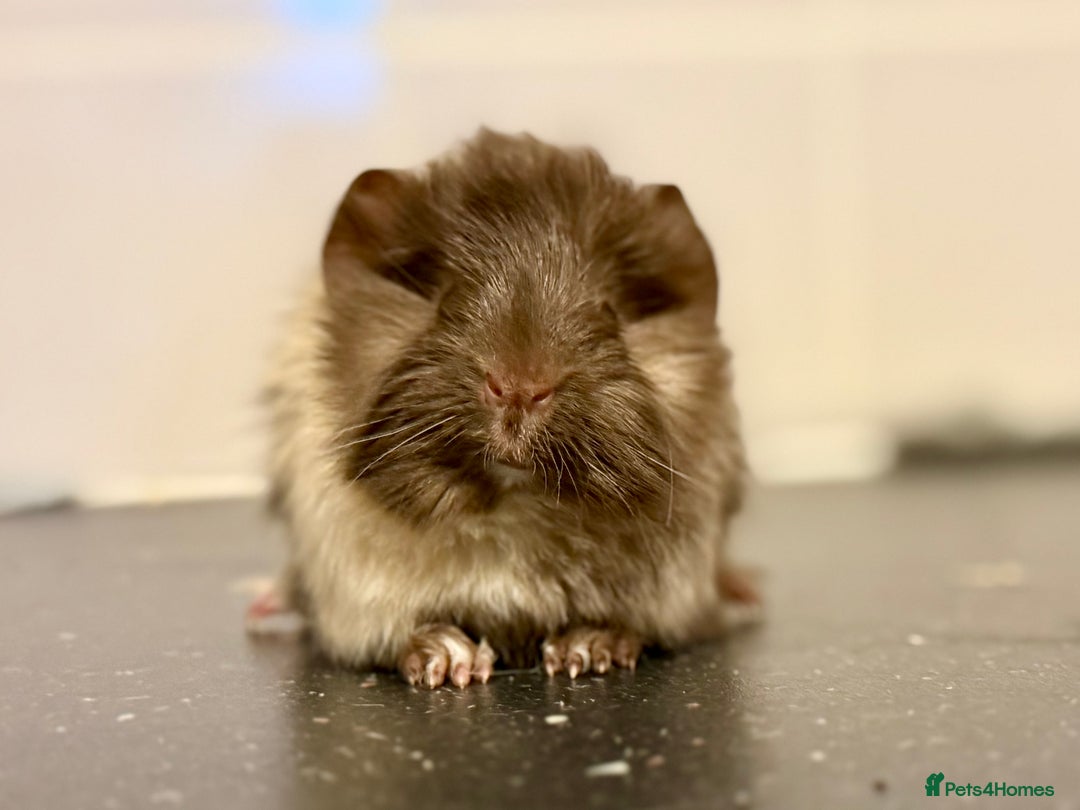 Guinea Pig rodents for sale: Boys and girls  - Image 10