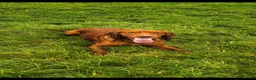 Cocker Spaniel dogs for sale: Beautiful Cockerspaniel puppies - Advert 4
