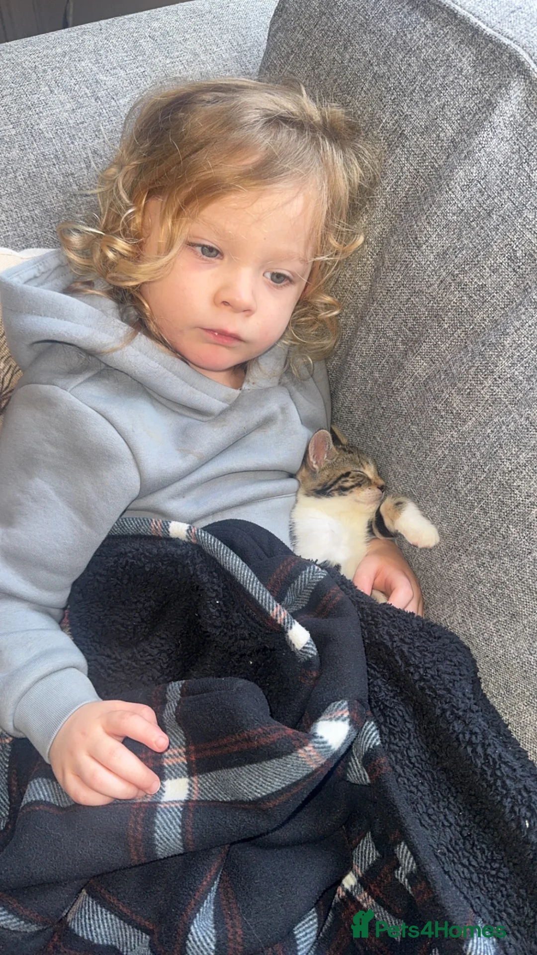 Bengal cats for sale: Bengal cross British short hairs  in Preston - Advert 1