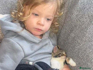 Bengal cats Bengal cross British short hairs - Advert 2